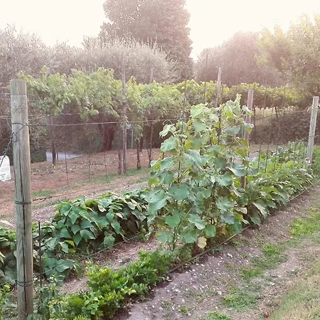 Dell'uva Bardolino